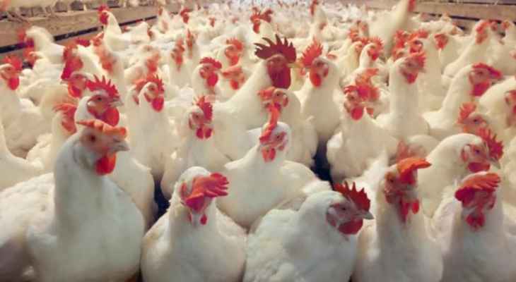 نقابة الدواجن: أوقفوا استيراد الدجاج المجلد من الخارج وسددوا مستحقاتنا