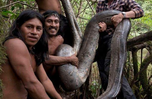 BBC : أطول أفعى أناكوندا في العالم حتى اليوم اكتشفت في الأمازون