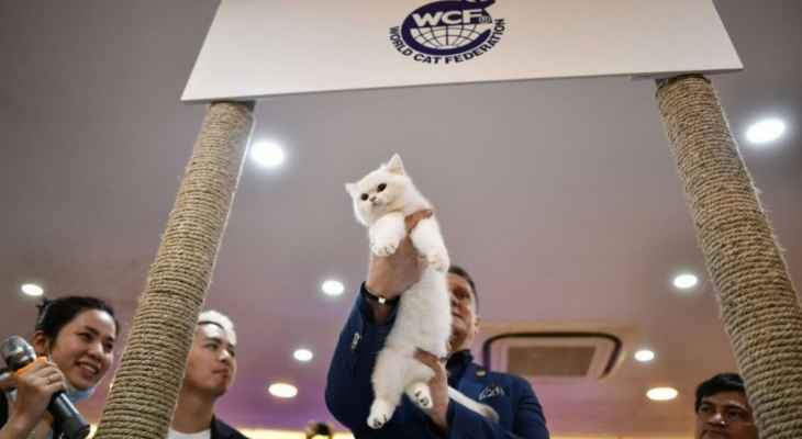 الاتحاد الدولي للقطط حظر القطط الروسية من المشاركة في المعارض الدولية