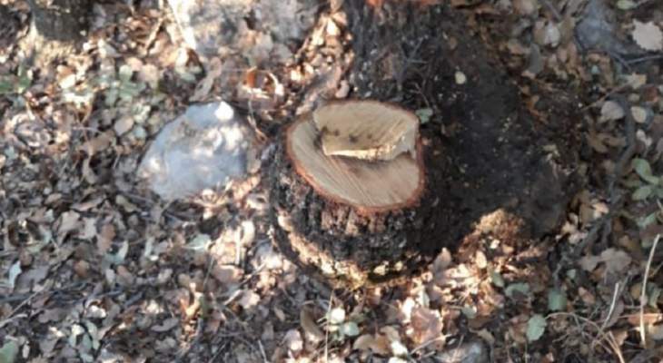 النشرة: قطع أشجار معمرة في منطقة راشيا وبأعداد كبيرة بهدف التجارة للتدفئة