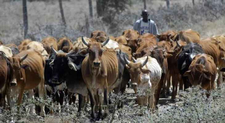 مقتل 11 شخصا في شمال كينيا على أيدي لصوص ماشية