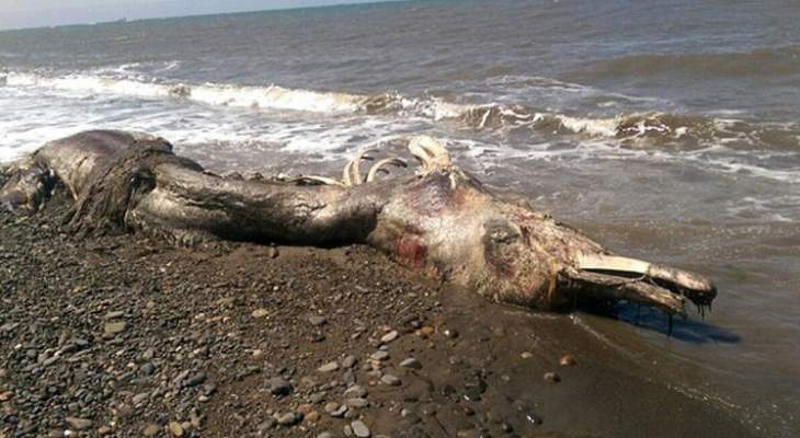 حيوان بحري غامض له ذيل من الفرو يظهر على الشاطئ في أقصى شرق روسيا