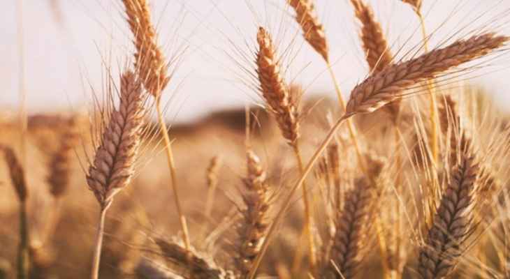 وزير الزراعة تابع موضوع شراء محصول القمح: هذا العام يتميز بوجود كميات وافرة من القمح الطري