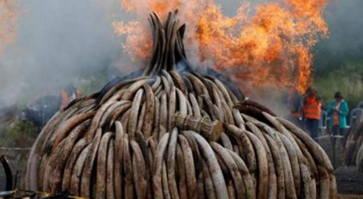 الرئيس الكيني يحرق كميات ضخمة من العاج  لحظر تجارته