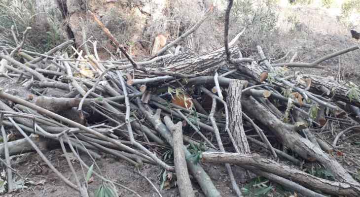 مصلحة الليطاني: قطع أشجار معمرة من الأملاك النهرية في الخردلي بهدف بيعها