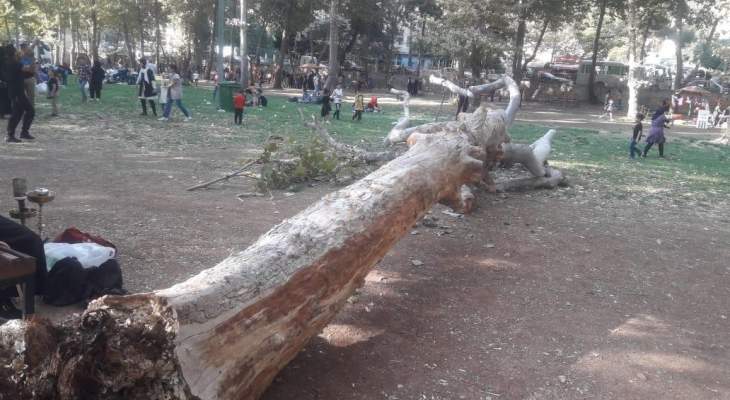 النشرة: سقوط شجرة معمرة في منتزه مرجة راس العين في بعلبك بسبب الرياح