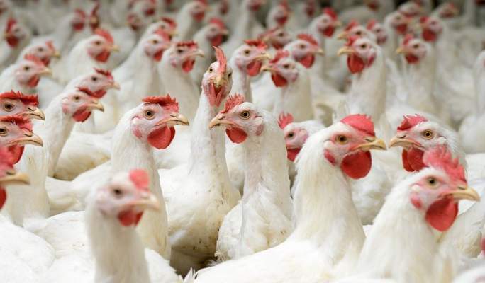 نقابة منتجي الدواجن: وزارة الزراعة لم تجد كوليستين في الدجاج اللبناني