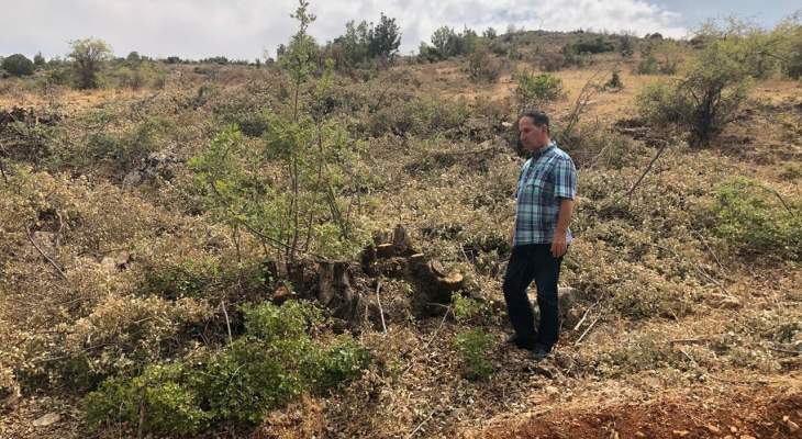 رئيس بلدية اليمونة: تعدي على الأحراج  وقطع الاشجار لاستعمالها للحطب 