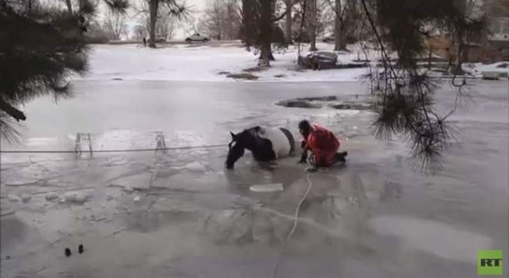 انقاذ حصان من بين اثنين سقطا في بحيرة متجمدة