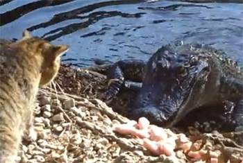 قطة تمنع تمساحاً من تناول طعامه 