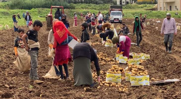 رئيس الجمعية التعاونية لمزارعي البطاطا في عكار:  نحذر من كارثة زراعية كبيرة ستواجه موسم البطاطا