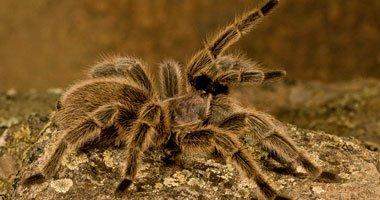اكتشاف أكثر عنكبوت سام في العالم بجنوب لندن 