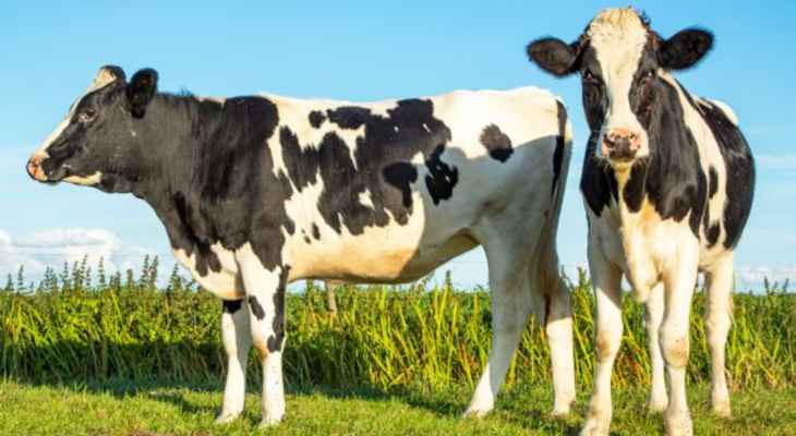 الزراعة البرازيلية: إيران والأردن وتايلاند أوقفوا استيراد لحوم الأبقار بعد حالة إصابة بجنون البقر