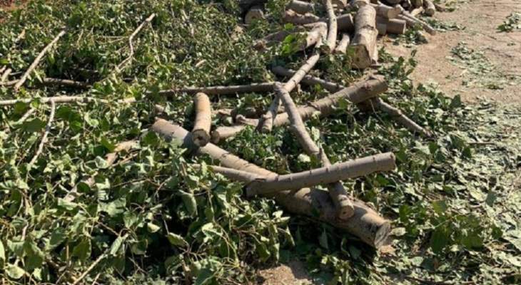 قوى الأمن: توقيف 4 أشخاص قطعوا أشجارا معمرة بسهل بلدة قب الياس
