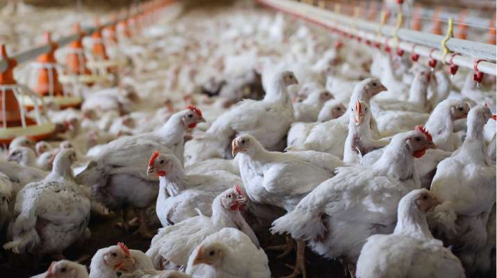 بطرس: الدواجن متوافرة وبكميات تكفي لأشهر وأسعار الدجاج تشهد انخفاضا بالأسواق اللبنانية