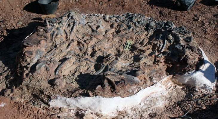 إكتشاف مقبرة ديناصورات تعود إلى 220 مليون سنة في الأرجنتين 