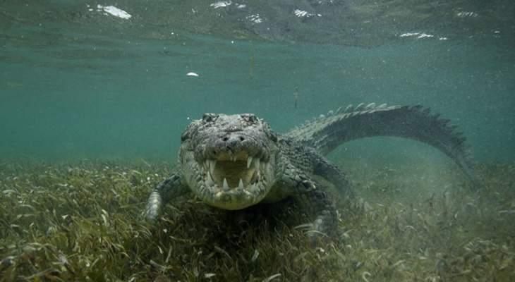 تمساح قتل صحافيا من "فايننشال تايمز" في سيريلانكا