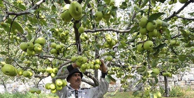 مزارعو أعالي كسروان قطعوا اشجار التفاح من بساتينهم