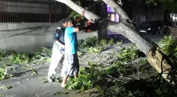 "النشرة": سقوط شجرة كبيرة في صيدا نتيجة الرياح القوية والأضرار مادية