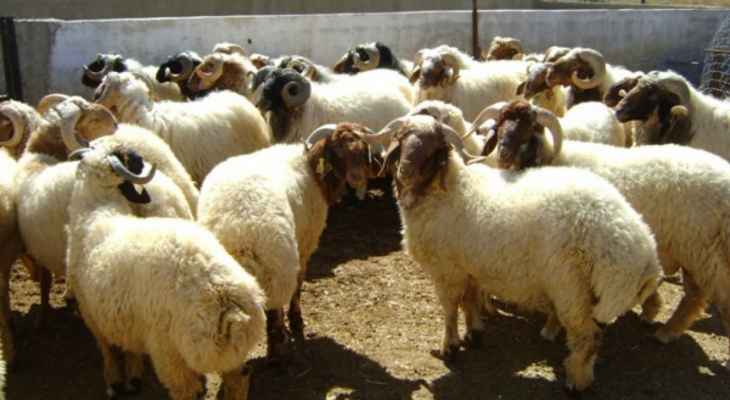 النشرة: مجهولون اقتحموا أمس مزرعة في بلدة عيتنيت وسرقوا نحو 40 رأس ماشية وكل العدة الزراعية