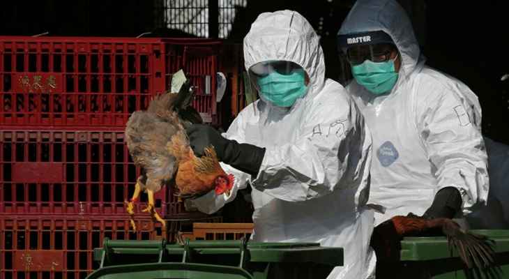 وقف صادرات الدجاج في تشيلي بعد ظهور انفلونزا الطيور