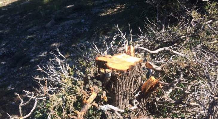 مجهولون قطعوا أشجار شوح كيليكي معمرة في أعالي عكار