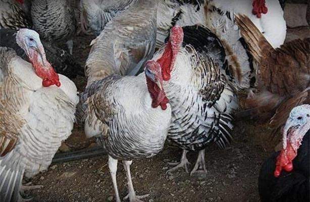 إعدام 10 آلاف ديك رومي في مزرعة ألمانية بسبب إنفلونزا الطيور
