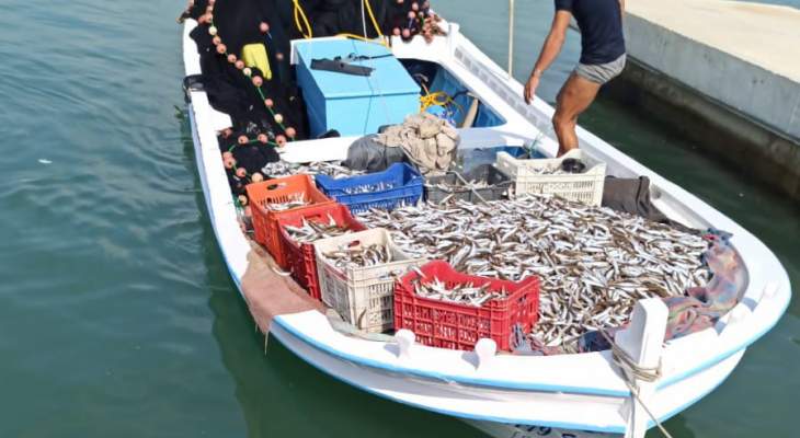 النشرة: وزارة الزراعة ومخابرات الزهراني  وشواطىء الجنوب صادروا 2 طناً من سمك المليفة