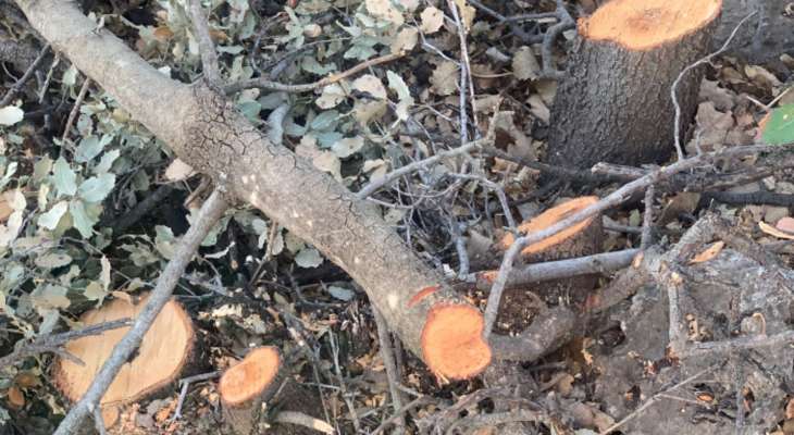 تعديات وقطع أشجار بأحراج عيناتا والبلدية تواصلت مع المعنيين لمتابعة الموضوع وتسطير محاضر بحق المخالفين
