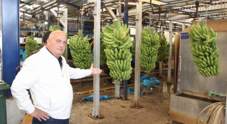 مزارعو الجنوب ناشدوا الدولة حل مشكلة تصدير الموز الى سوريا