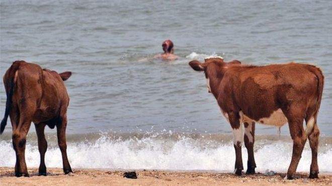  السويد تسمح للأبقار بزيارة &quot;شواطئ العراة&quot; 