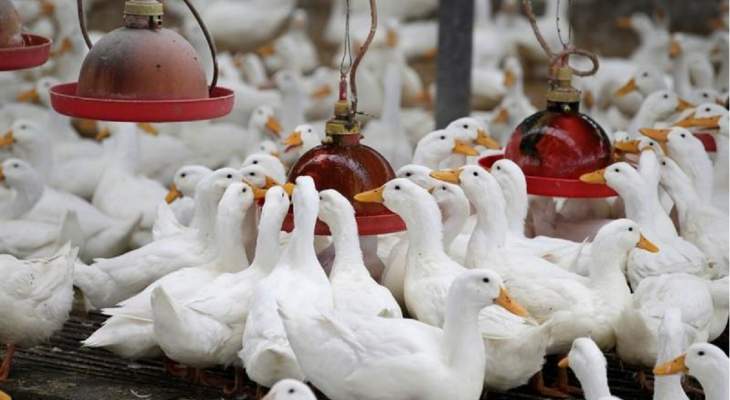 تحديد حالة جديدة مشتبه بإصابتها بإنفلونزا الطيور شديدة العدوى في كوريا الجنوبية