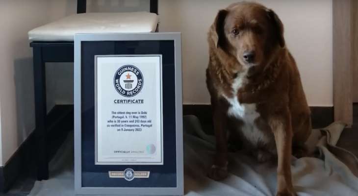 الكلب "بوبي" يدخل موسوعة غينس كأكبر كلب معمّر في العالم!