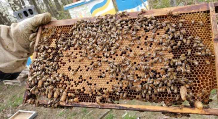 نقابة "مربي النحل" في البقاع: لإلغاء مذكرة تقسيم دوام موظفي مركز الهرمل لأنها تضر القطاع الزراعي