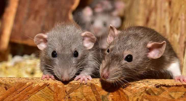 باحثون في السويد اكتشفوا فيروساً جديداً من عائلة "كورونا" في الفئران