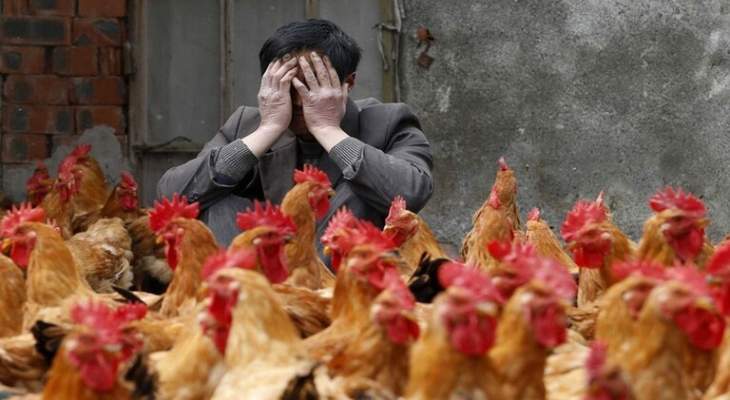 وزارة الزراعة الصينية: تفشي انفلونزا الطيور بعد الكورونا 
