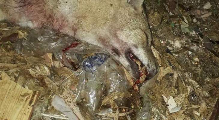 النشرة: اصابة مواطن في بلدة حبوش الجنوبية بعد تعرضه لعضة ذئب بالرأس 