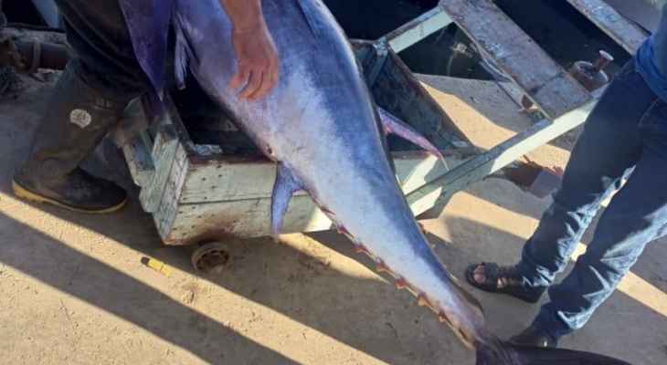 النشرة: اصطياد سمكة "تونا" عملاقة تزن حوالي 200 كيلوغرام  في بحر صيدا