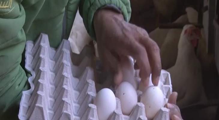 أسباب ارتفاع سعر البيض في السوق: هل المقاطعة هي الحل؟