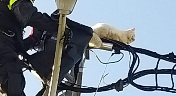 الدفاع المدني ينقذ قطة علقت على عمود كهرباء في رياق