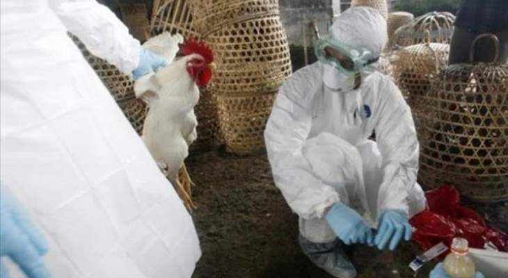 الزراعة الفرنسية رصدت 61 بؤرة لتفشي إنفلونزا الطيور جنوب غرب البلاد