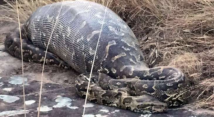 ثعبان يبتلع حيوان النيص فتتمزق أحشاؤه 