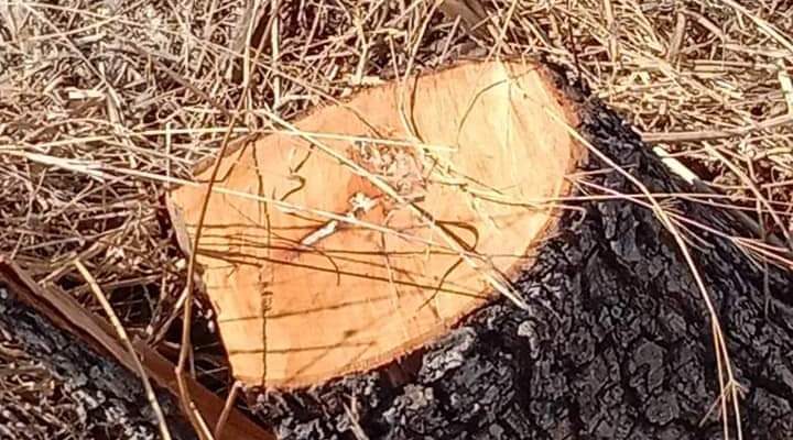 بلدية كفرحزير: مجهولون قطعوا عددا كبيرا من الأشجار في خراج البلدة وما حصل جريمة بيئية