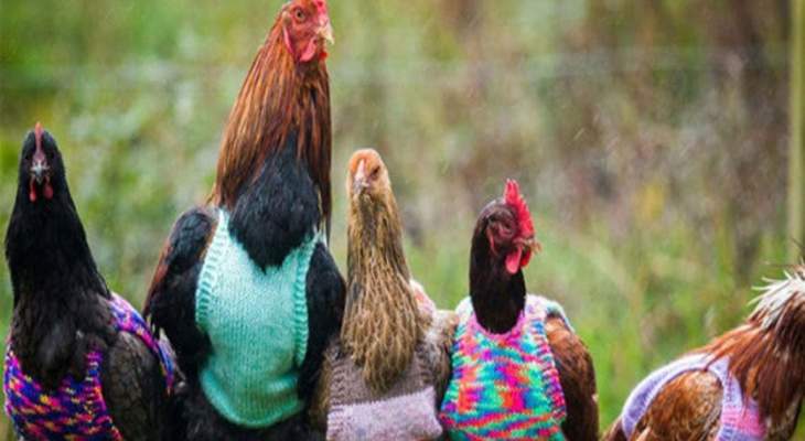 سترات لحماية 60 دجاجة من برد الشتاء