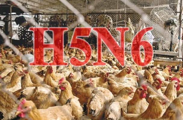 سلطات ألمانيا تدرس إعدام نحو 70 ألف دجاجة بعد انتشار إنفلونزا الطيور