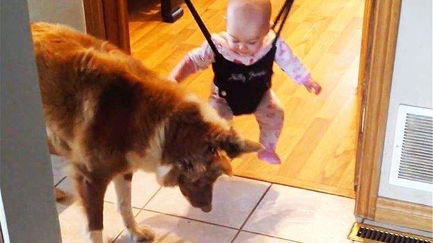  كلب يعلم القفز لطفل رضيع