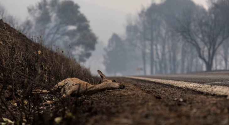 ارتفاع وفيات أكبر حريق غابات في كاليفورنيا هذا الموسم إلى 4