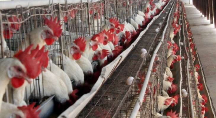 وزارة الزراعة الفرنسية: ذبح 10 ملايين رأس من الدواجن بسبب إنفلونزا الطيور