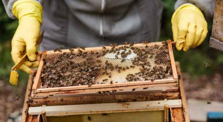 مربو النحل بالبقاع: لتبني مشروع تأمين الضمان للمزارعين واستثناء حاجياتهم من الزيادة الجمركية
