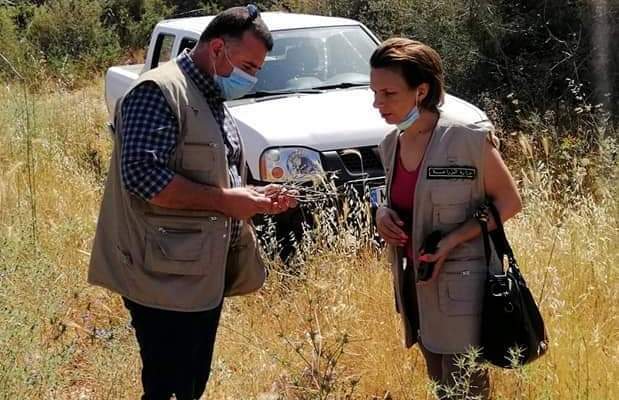 فريق من وزارة الزراعة كشف على احراج سنديان البترون بعد انتشار حشرة جاذوب